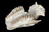 Oreodont (Merycoidodon) Partial Skull - Wyoming #123197-5